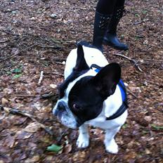 Fransk bulldog Albert