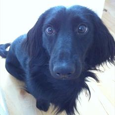 Dværggravhund Sofus