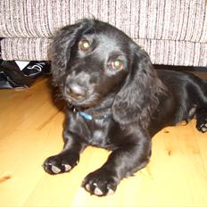 Dværggravhund Sofus