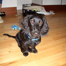 Dværggravhund Sofus