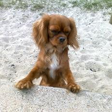 Cavalier king charles spaniel Bella