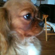 Cavalier king charles spaniel Bella