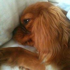 Cavalier king charles spaniel Bella