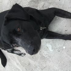 Labrador retriever ronja