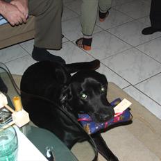 Labrador retriever ronja