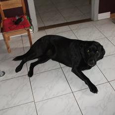 Labrador retriever ronja