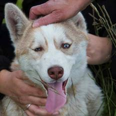 Siberian husky Pocus