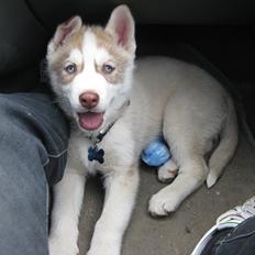 Siberian husky Pocus