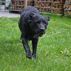 Labrador retriever Hølyst´s Amica R.I.P