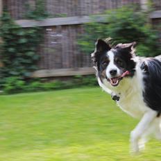 Border collie Mowgli