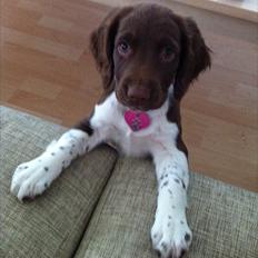 Engelsk springer spaniel Coco
