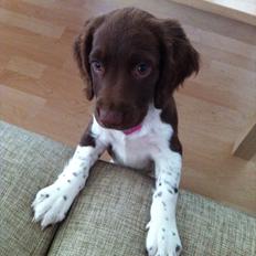 Engelsk springer spaniel Coco