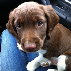 Engelsk springer spaniel Coco