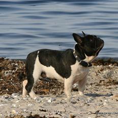 Fransk bulldog BusherPljus Peace Of Luck