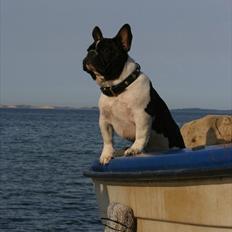Fransk bulldog BusherPljus Peace Of Luck