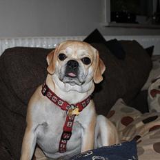 Blanding af racer "Puggle" Sille