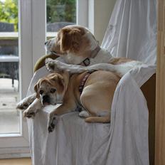 Blanding af racer "Puggle" Sille