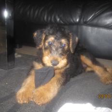 Airedale terrier Tessdale`s Magnificent prince (Ozzi)