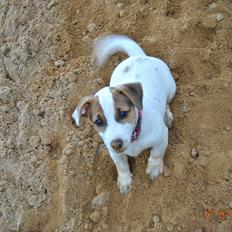 Jack russell terrier Maggie