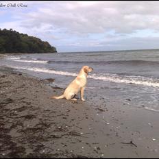 Labrador retriever Sweet yellow chilli rosa.