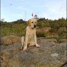 Labrador retriever Sweet yellow chilli rosa.