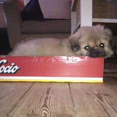 Blanding af racer Cocio