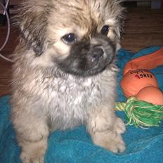 Blanding af racer Cocio