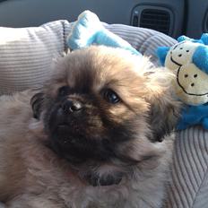 Blanding af racer Cocio