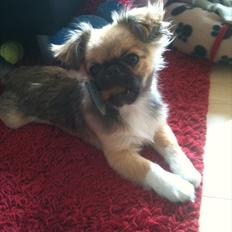 Blanding af racer Armarno