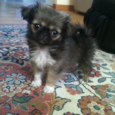 Blanding af racer Armarno