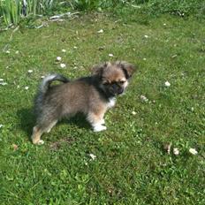 Blanding af racer Armarno