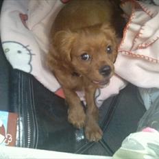 Cavalier king charles spaniel Rocky