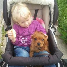 Cavalier king charles spaniel Rocky