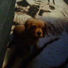 Cavalier king charles spaniel Rocky