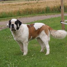 Sankt bernhardshund Muffe (Solgt)