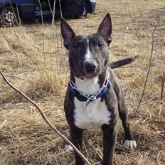 Bullterrier gizmo