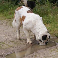 Sankt bernhardshund Muffe (Solgt)