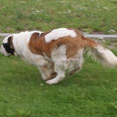 Sankt bernhardshund Muffe (Solgt)