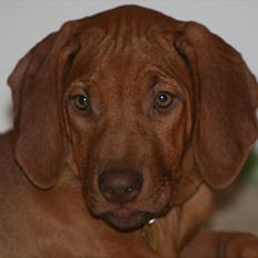 Rhodesian ridgeback Kianga