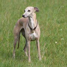 Whippet Erna