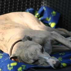 Whippet Erna