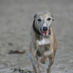 Whippet Erna