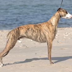 Whippet Duke