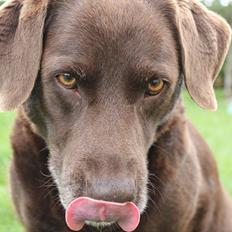 Labrador retriever Freja