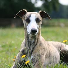 Whippet Duke