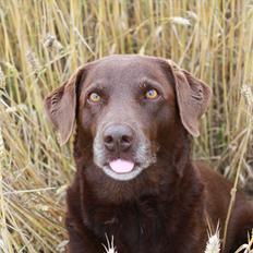 Labrador retriever Freja