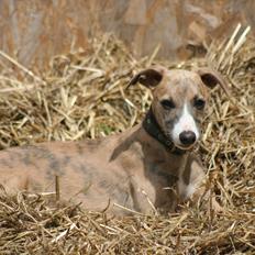 Whippet Buffy