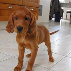 Irsk setter Skovlykkens Tenna