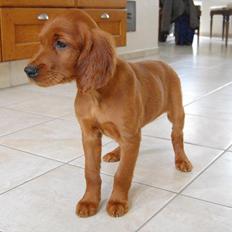 Irsk setter Skovlykkens Tenna