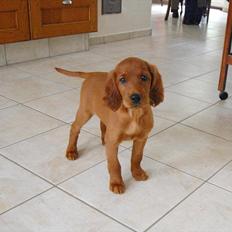 Irsk setter Skovlykkens Tenna